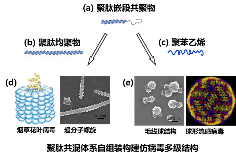 (a)聚肽嵌段共聚物与(b)刚性或(c)柔性均聚物共混自组装形成仿病毒结构：(d)棒状；(e)球形