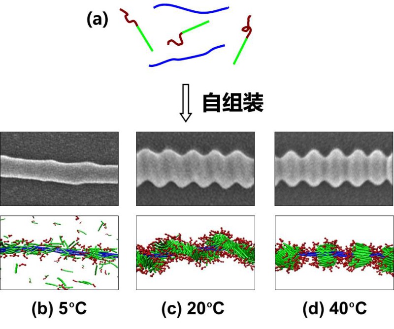 (a)聚肽嵌段共聚物与聚肽均聚物共混体系在不同的温度下自组装形成不同的纤维结构：(b)光滑纤维；(c)超分子螺旋；(d)算盘珠状结构